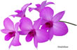 Dendrobium 023.jpg